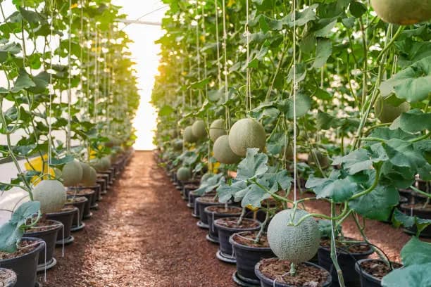 Greenhouse Melon Premium