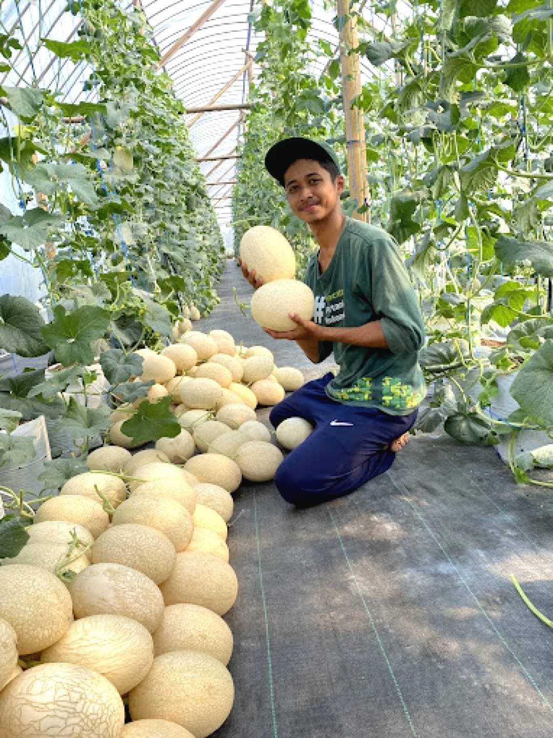 Greenhouse Melon Premium